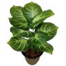 PLANTA ARTIFICIAL COMIGO NINGUEM PODE 12 FOLHAS 53CM DE VASO - 1