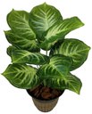 Ver imagem 1 de PLANTA ARTIFICIAL COMIGO NINGUEM PODE 12 FOLHAS 53CM DE VASO
