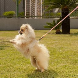 Guia para Cachorro Degrade L/R - Prediletta - P - 5