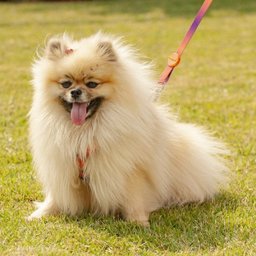 Guia para Cachorro Degrade L/R - Prediletta - P - 4