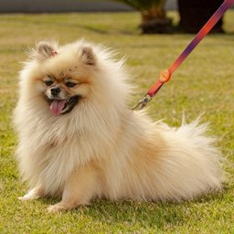 Guia para Cachorro Degrade L/R - Prediletta - P - 6