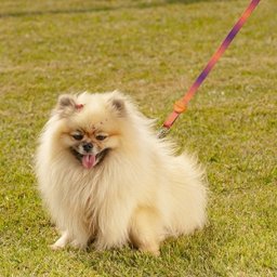 Guia para Cachorro Degrade L/R - Prediletta - P - 3