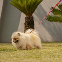 Guia para Cachorro Degrade L/R - Prediletta - P - 2