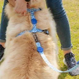 Conjunto Guia + Coleira + Peitoral Olho Grego - Prediletta - G - 7