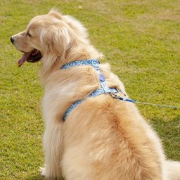 Conjunto Guia + Coleira + Peitoral Olho Grego - Prediletta - G - 9