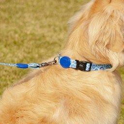 Conjunto Guia + Coleira + Peitoral Olho Grego - Prediletta - G - 11