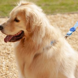 Conjunto Guia + Coleira + Peitoral Olho Grego - Prediletta - G - 6