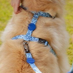 Conjunto Guia + Coleira + Peitoral Olho Grego - Prediletta - G - 8