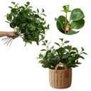 Ver imagem 1 de Galhos Peperômia Artificial 65cm Kit com 4 Folhagens Toque Natural