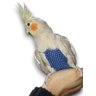 Roupa de Pássaro Lavável Fralda Papagaio Luxo Aves Mansas Gg - 4