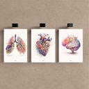 Ver imagem 2 de Kit 3 Quadro Decorativo Coração Cérebro Pulmão Flores Medico Qualidade Premium Moderno 28x20cm