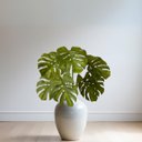 Ver imagem 7 de 5 Folhagens Artificiais Costela de Adão Silicone Toque Realista Premium Qualidade Superior para Vaso