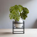 Ver imagem 1 de 5 Folhagens Artificiais Costela de Adão Silicone Toque Realista Premium Qualidade Superior para Vaso