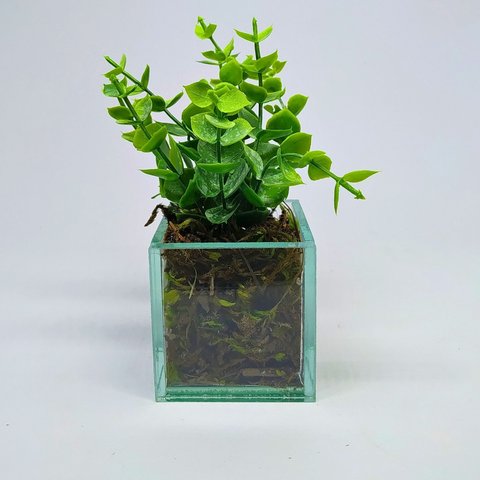 Folhas de Eucalipto com Vaso Transparente - Verde