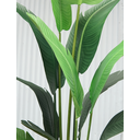 Ver imagem 4 de Bananeira Palmeira Premium Planta Folhagem Grande 2.25mt