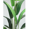 Bananeira Palmeira Premium Planta Folhagem Grande 2.25mt - 4