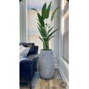 Ver imagem 3 de Bananeira Palmeira Premium Planta Folhagem Grande 2.25mt
