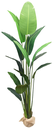 Ver imagem 1 de Bananeira Palmeira Premium Planta Folhagem Grande 2.25mt