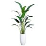 Bananeira Palmeira Premium Planta Folhagem Grande 2.25mt - 2