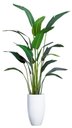Ver imagem 2 de Bananeira Palmeira Premium Planta Folhagem Grande 2.25mt
