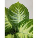 Ver imagem 2 de Planta Comigo Ninguém Pode 53cm 12 Folhas Folhagem