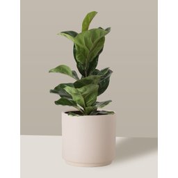 Vaso Cachepô de Cerâmica para Plantas Creme MED - 6