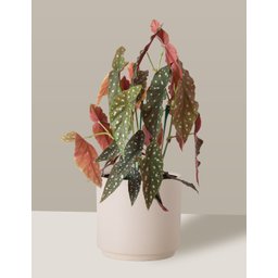 Vaso Cachepô de Cerâmica para Plantas Creme MED - 1