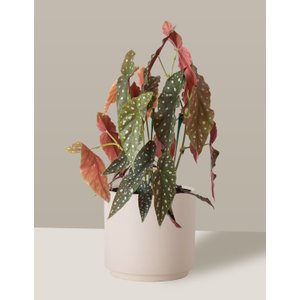 Vaso Cachepô de Cerâmica para Plantas Creme MED