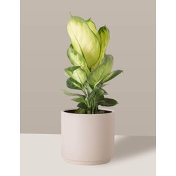 Vaso Cachepô de Cerâmica para Plantas Creme MED - 3