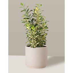 Vaso Cachepô de Cerâmica para Plantas Creme MED - 5