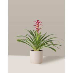 Vaso Cachepô de Cerâmica para Plantas Creme MED - 4