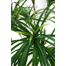 Arvore Planta Artificial Folhagem Dracena 164cm Verde Grande - 2