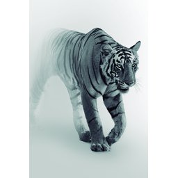 Quadro decorativo Escritório Tigre Fundo Branco 40x60 - 1