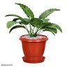 Kit 6 Pratos para Vaso Redondo Suporte para Planta 22x3,4cm - 7