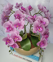 Ver imagem 2 de Arranjo Com 4 Orquídeas Violeta Vaso Fendi 28cm