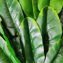 Ver imagem 4 de Kit 2 Arvore Artificial Bananeira Tropical Grande sem Vaso Decoração