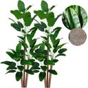 Ver imagem 1 de Kit 2 Arvore Artificial Bananeira Tropical Grande sem Vaso Decoração