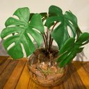 Ver imagem 3 de Arranjo Centro de Mesa Mini Costela de Adão Artificial Completo