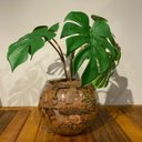 Ver imagem 4 de Arranjo Centro de Mesa Mini Costela de Adão Artificial Completo