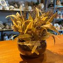 Ver imagem 1 de Arranjo Grande Centro de Mesa Flores Secas Artificial Vaso Incolor Decore Fácil Shop