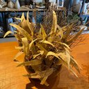 Ver imagem 3 de Arranjo Grande Centro de Mesa Flores Secas Artificial Vaso Incolor Decore Fácil Shop