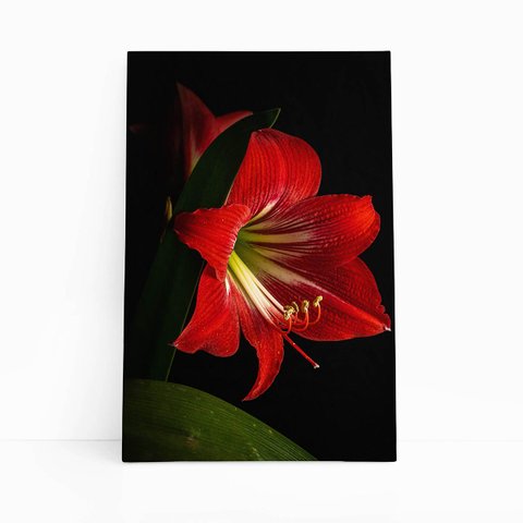 Quadro Amarilis Flor da Imperatriz Vermelha Canvas 120x80cm