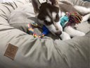 Ver imagem 3 de Cama para Pets Cães e Gatos Nuvem Veludo G 70x70:Avelã Veludo