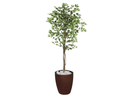 Ver imagem 1 de Planta Artificial Ficus Verde Creme 1,5m kit + Vaso S. Marrom 30 cm