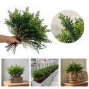 Ver imagem 6 de Kit 15 Mini Buquê Folhagem Samambaia Artificial 35cm para Painel Verde e Decoração Interna