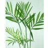 Planta Artificial Palmeirinha 5 Galhos 76cm com Raiz Luxo - 2