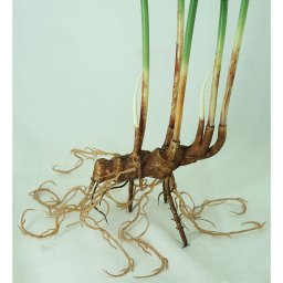 Planta Artificial Palmeirinha 5 Galhos 76cm com Raiz Luxo - 3