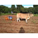 Ver imagem 2 de Plantadeira 1 Linha para Tração Animal