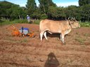Ver imagem 2 de Plantadeira 1 Linha para Tração Animal