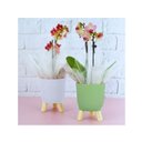 Ver imagem 6 de Cachepot Acrilico Brulet com Pés de Madeira 16x12,5cm